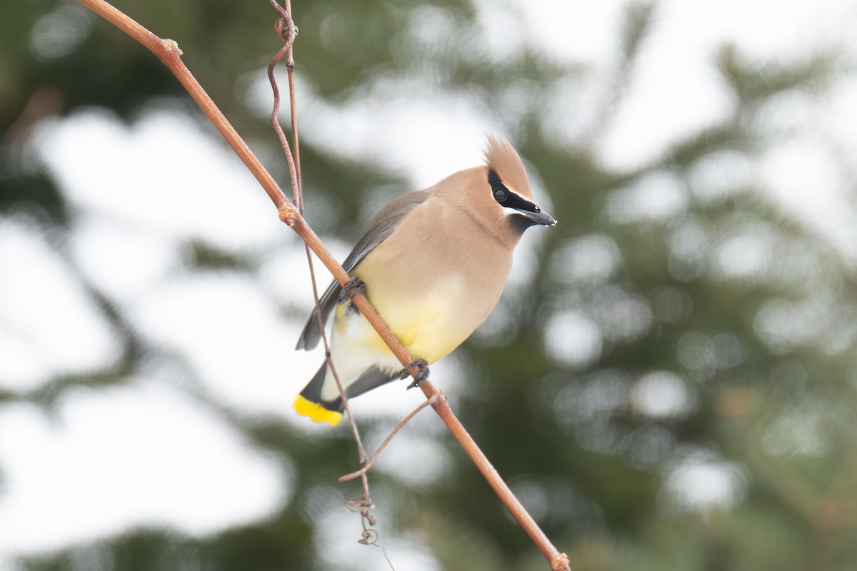 brkoslav americký - ML650983792