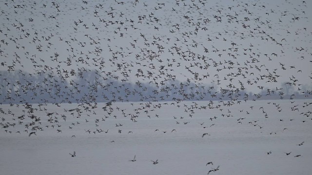 Canvasback - ML650983849