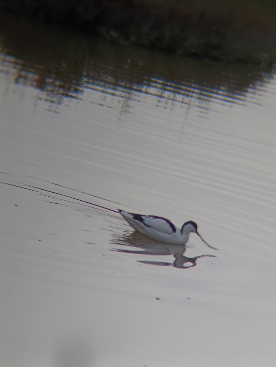 סייפן - ML650983920