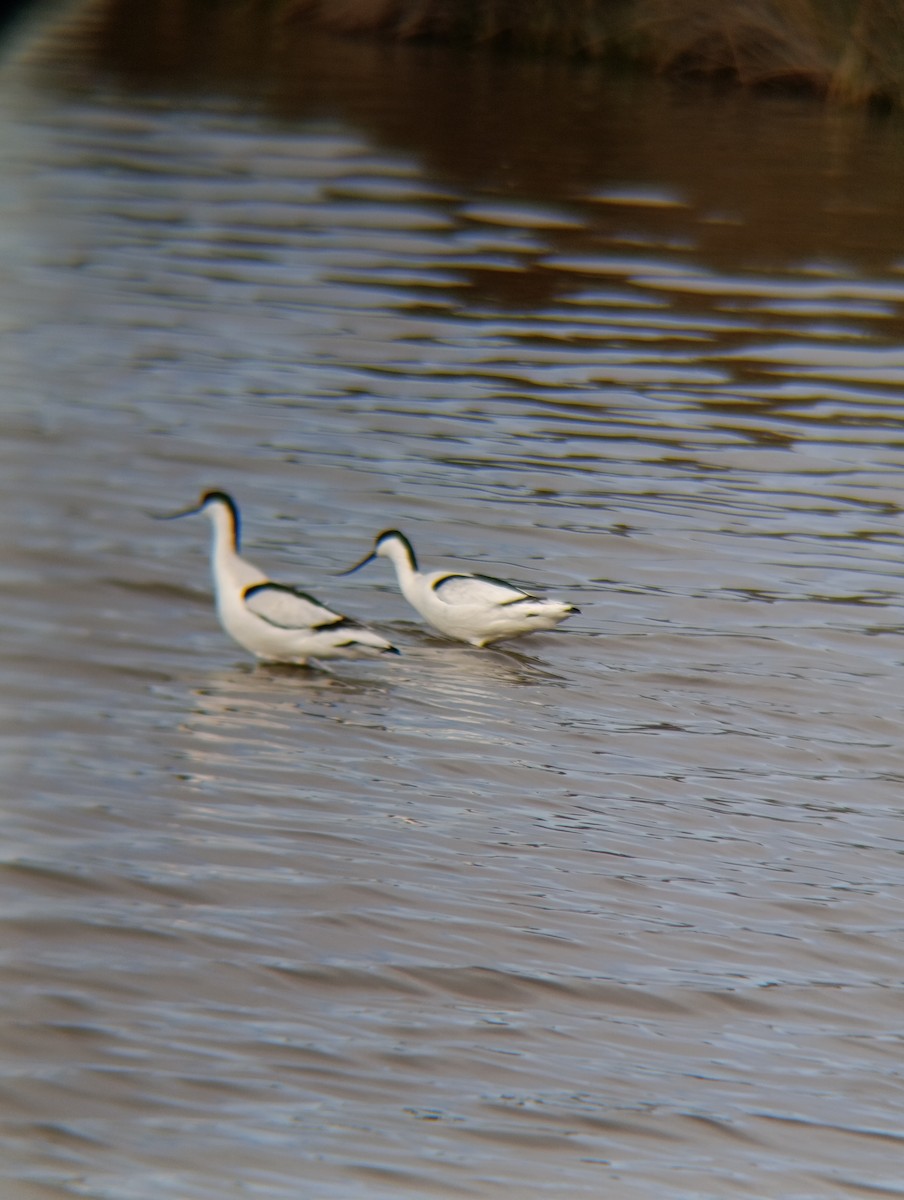 סייפן - ML650983921