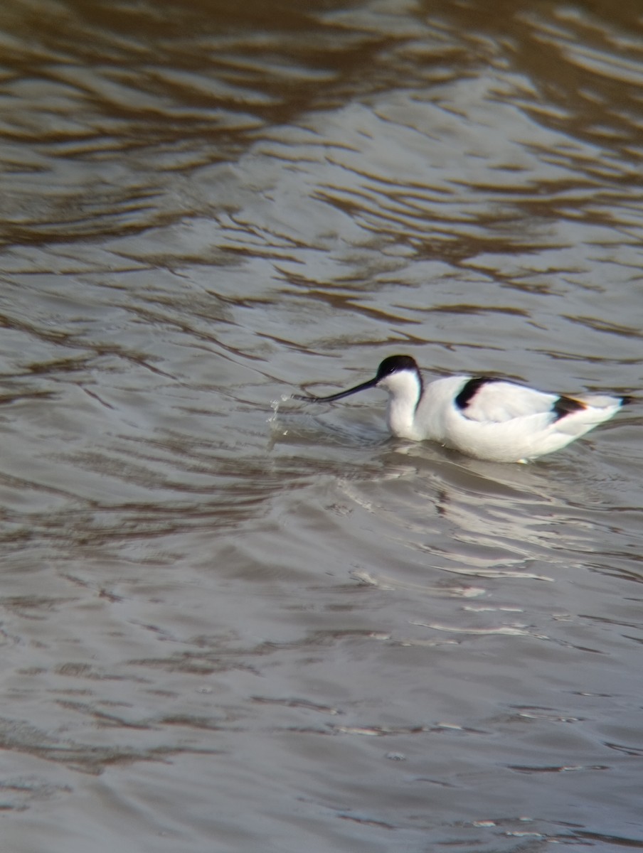 סייפן - ML650983922