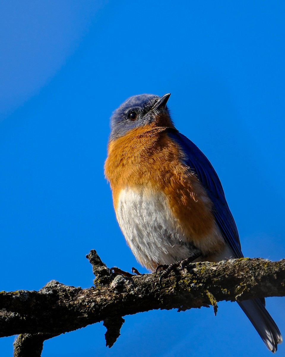 Eastern Bluebird - ML650983944