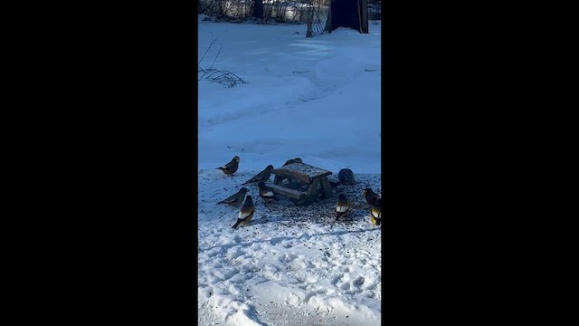 Evening Grosbeak - ML650983998