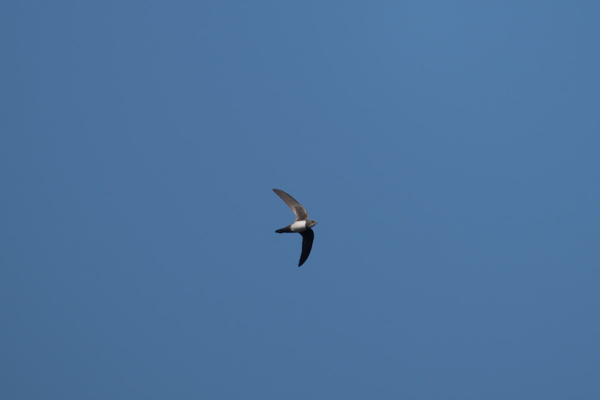 Alpine Swift - ML650984009