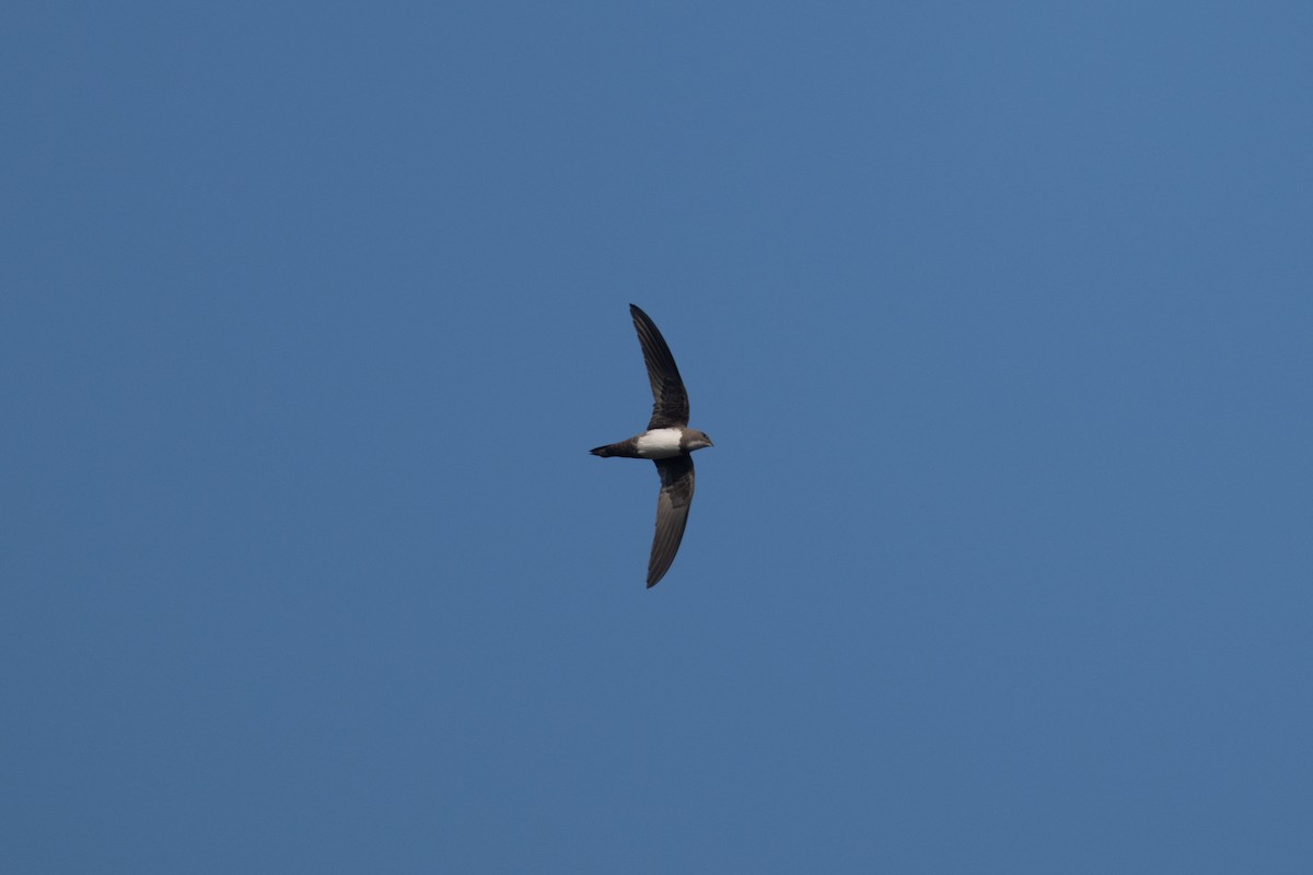 Alpine Swift - ML650984015