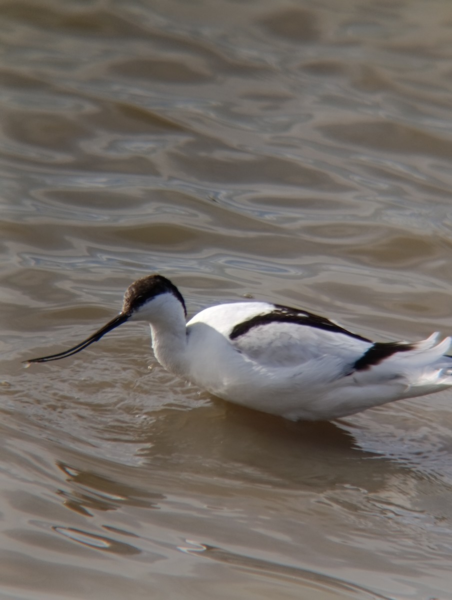 סייפן - ML650984074