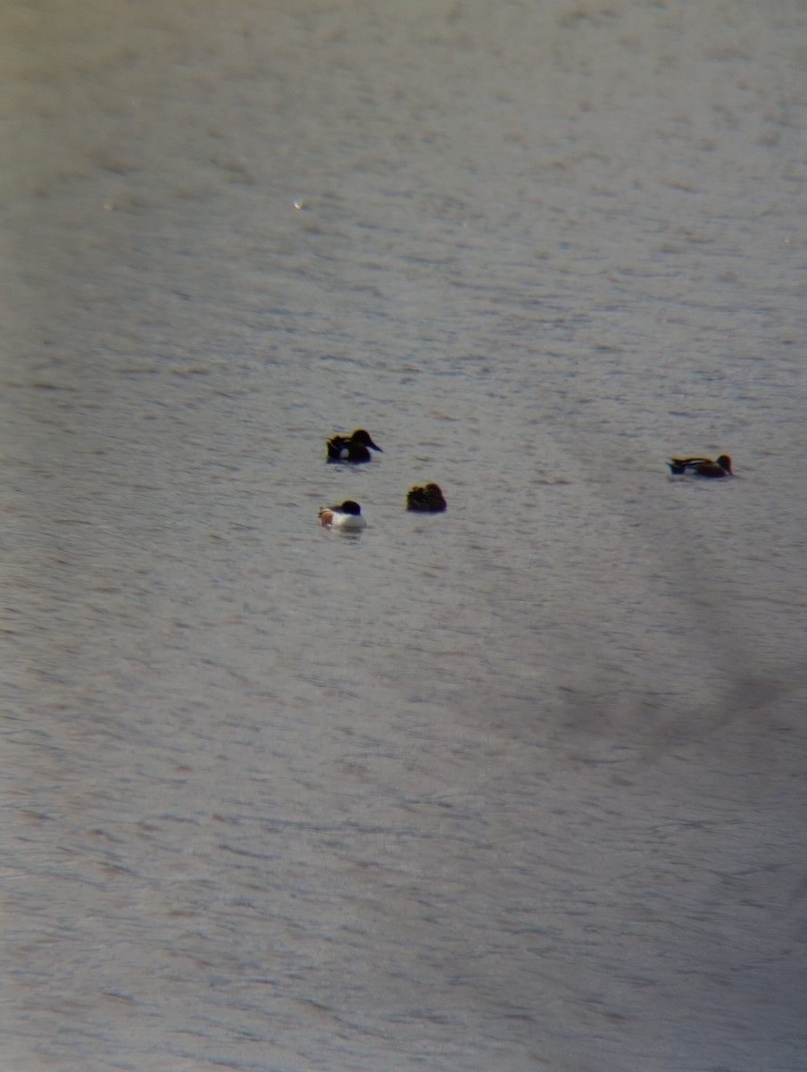 מרית צפונית - ML650984099