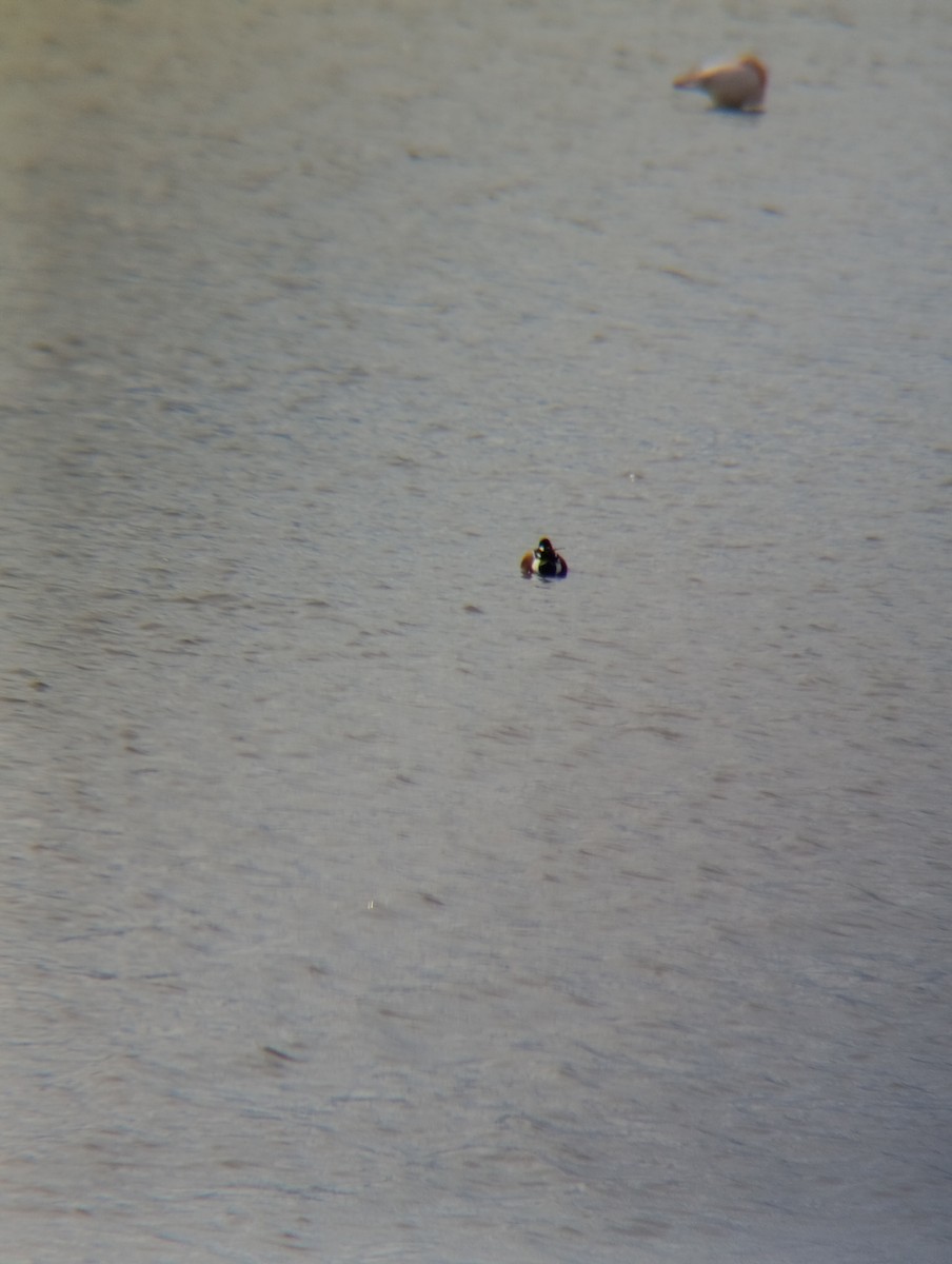 מרית צפונית - ML650984100