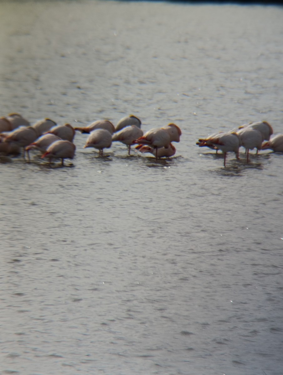 פלמינגו גדול - ML650984106