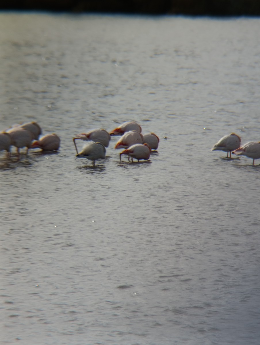 פלמינגו גדול - ML650984107