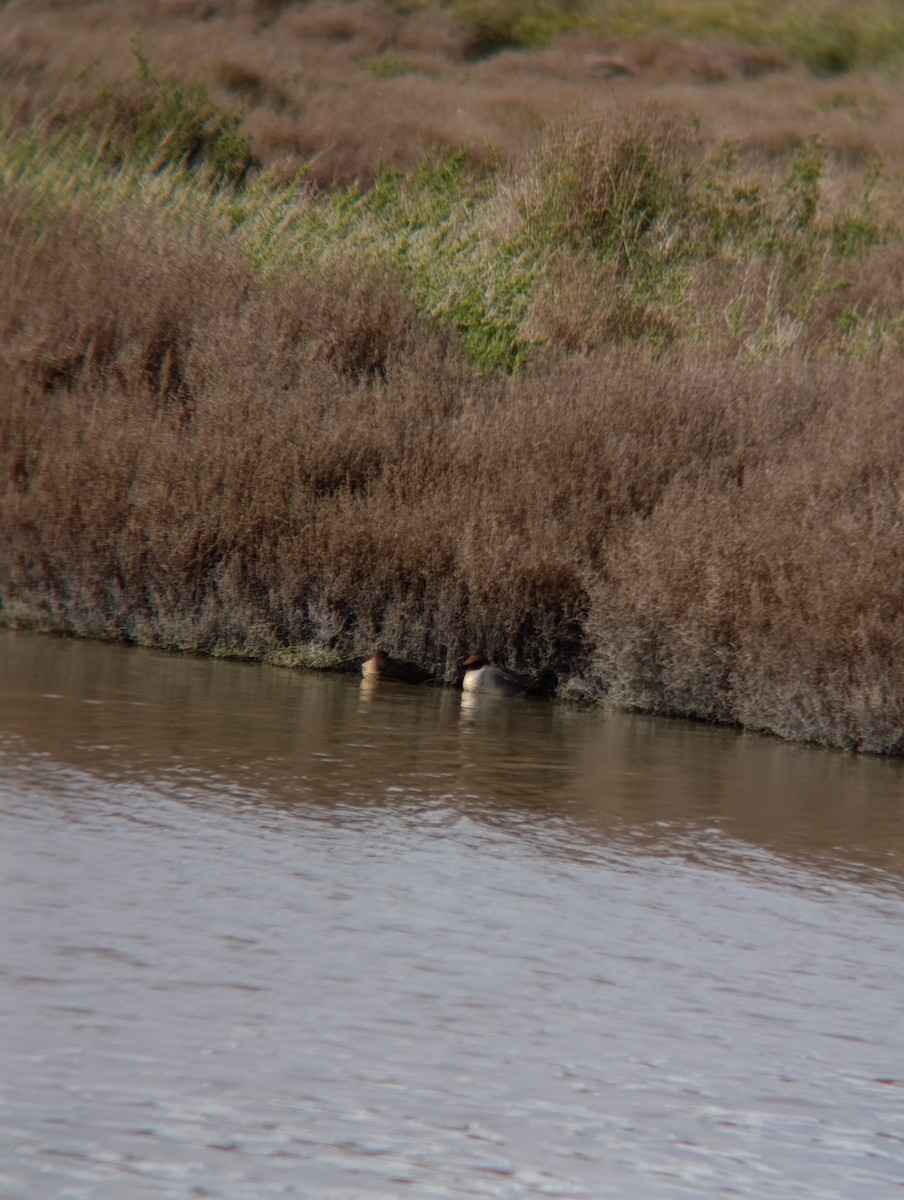 שרשיר - ML650984132