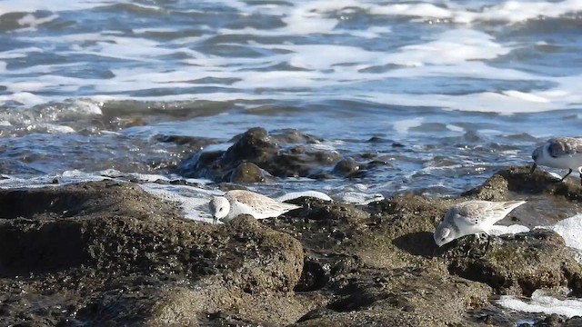 Песчанка - ML650984153