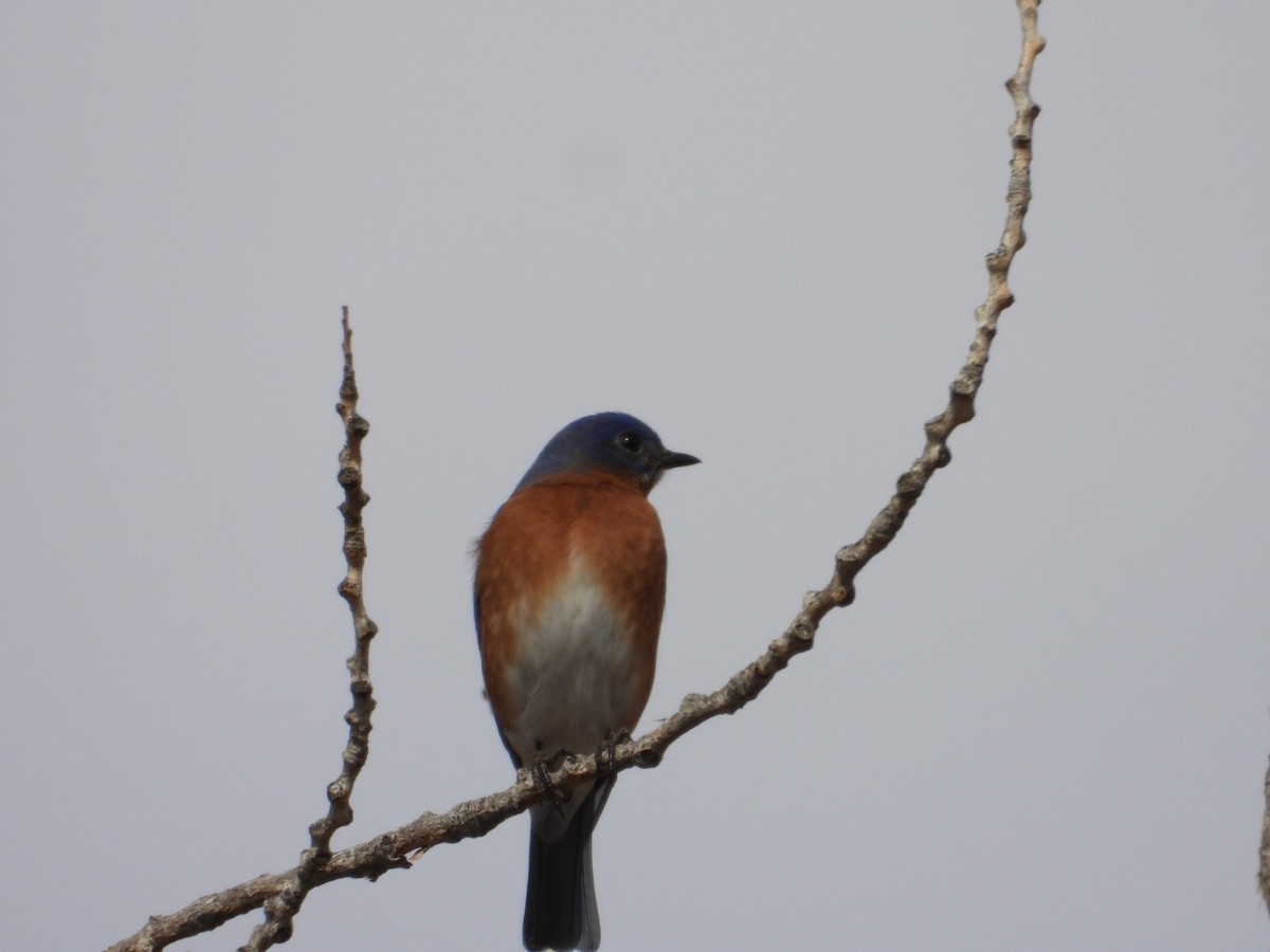 Eastern Bluebird - ML650984154