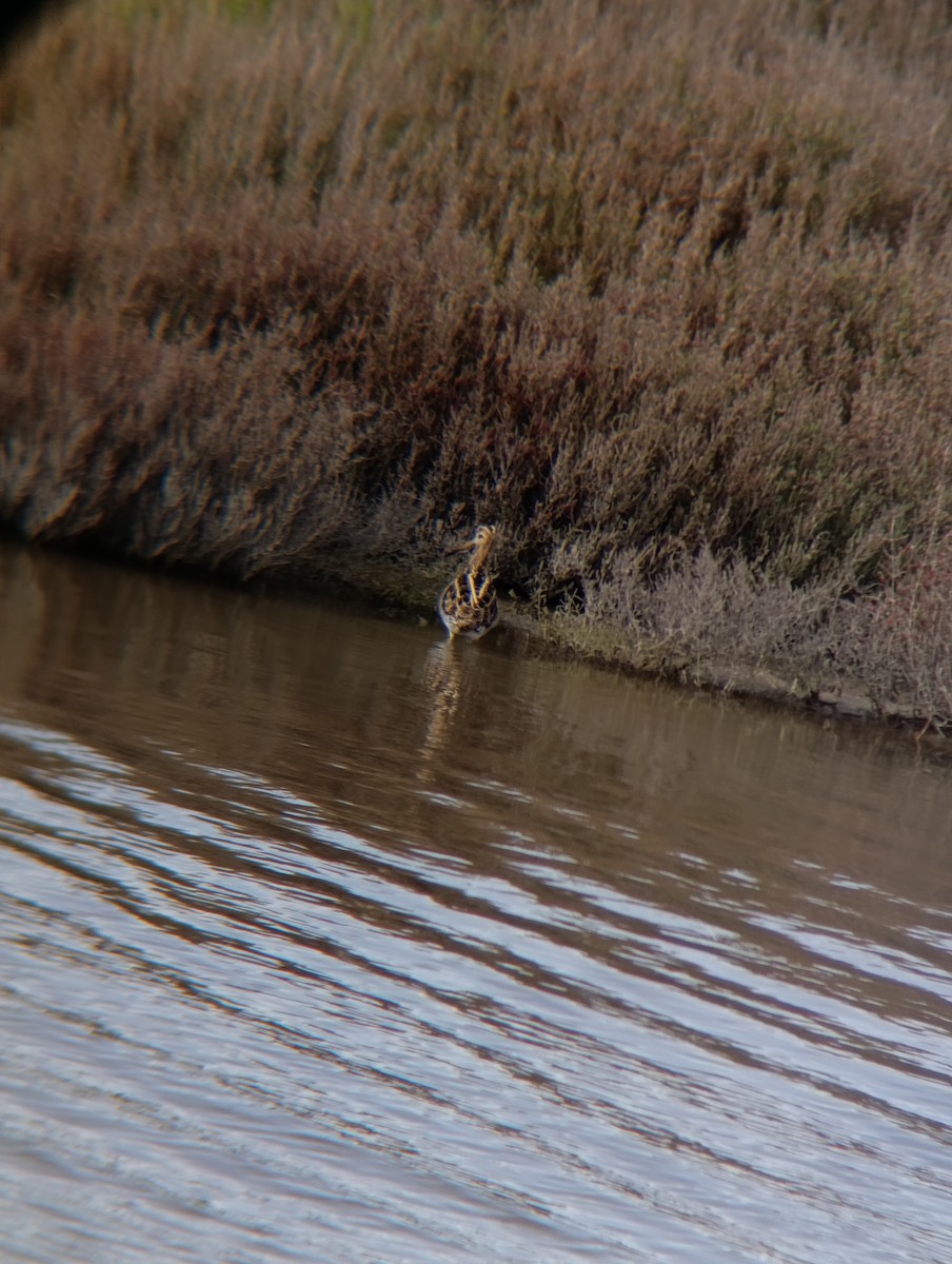 חרטומית ביצות - ML650984174