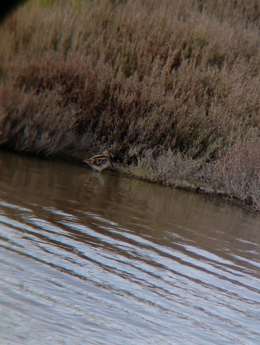 חרטומית ביצות - ML650984175