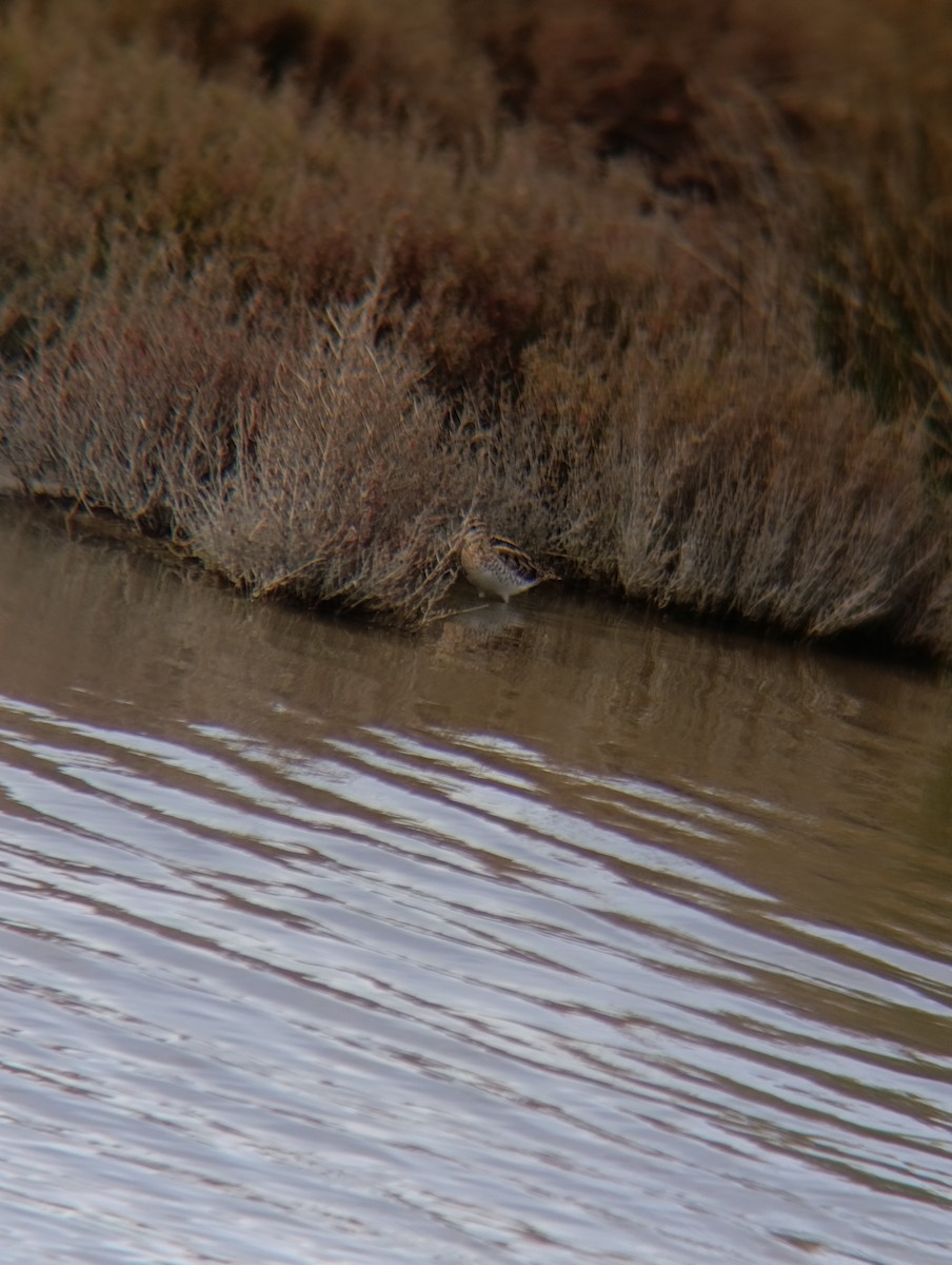חרטומית ביצות - ML650984201