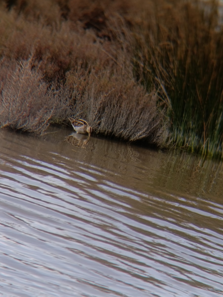 חרטומית ביצות - ML650984217