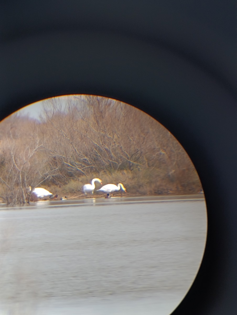 ברבור מצוי - ML650984226