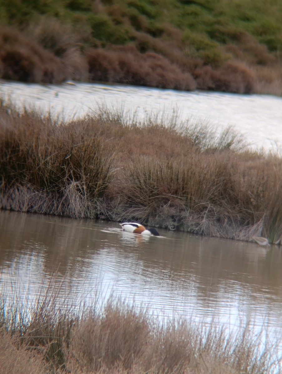 טדורנה - ML650984256
