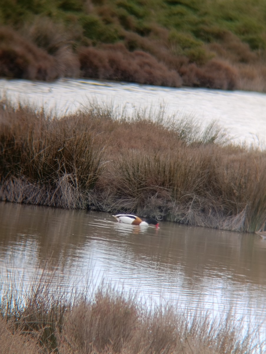 טדורנה - ML650984257