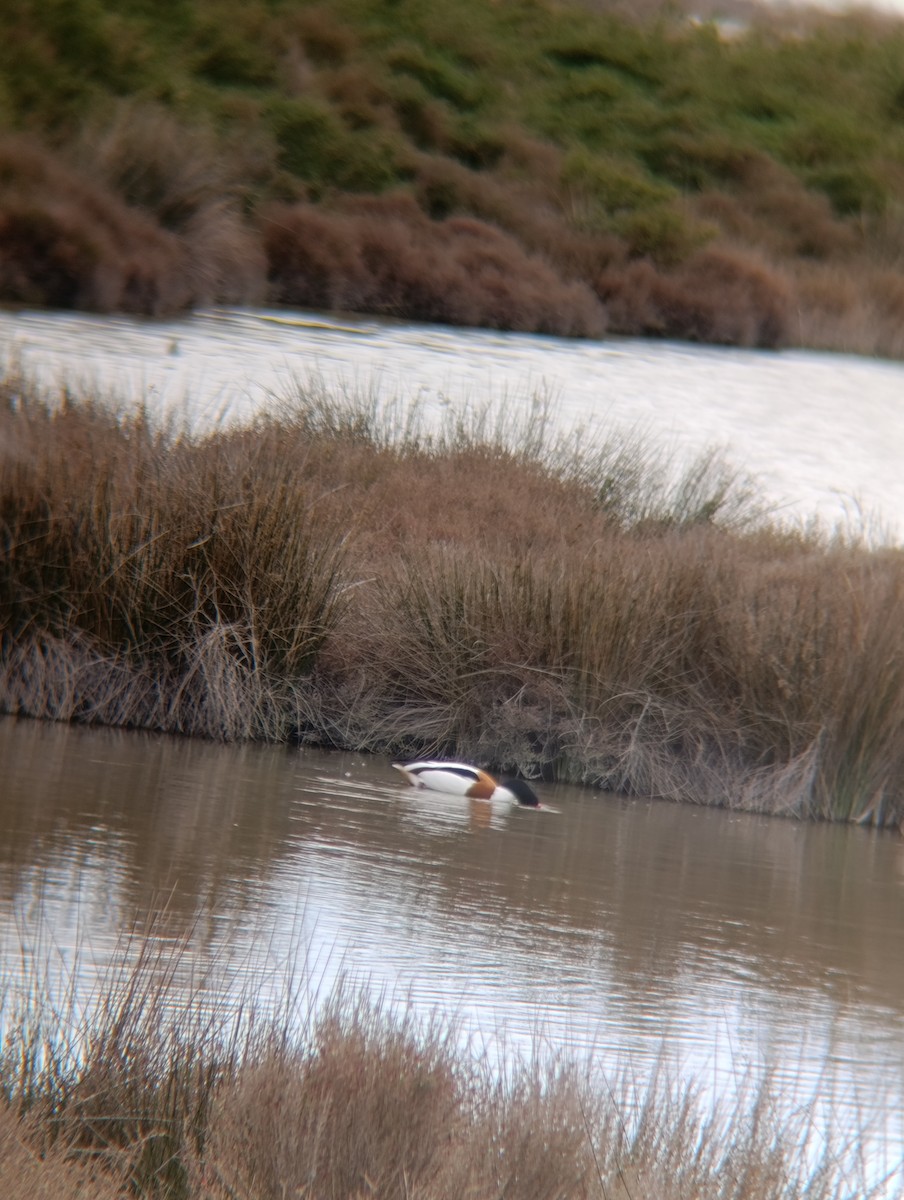 טדורנה - ML650984258