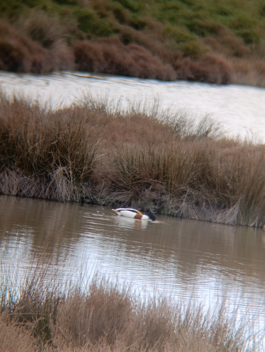 טדורנה - ML650984259