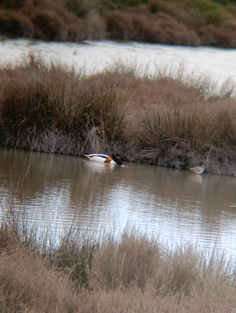 טדורנה - ML650984267