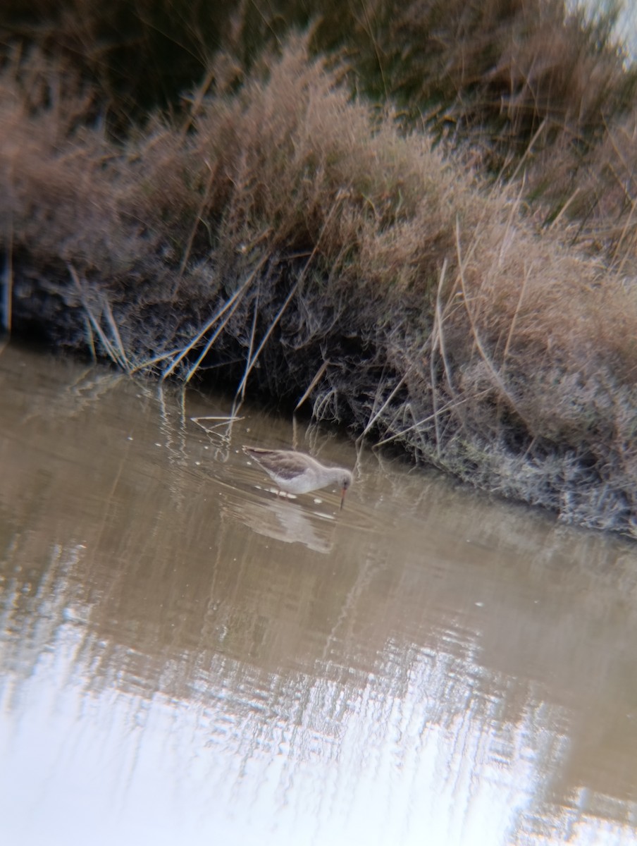 ביצנית לבנת-כנף - ML650984324