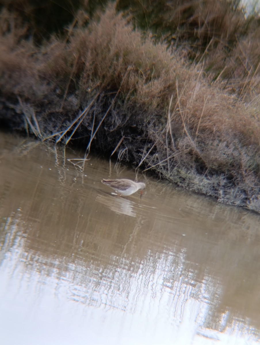 ביצנית לבנת-כנף - ML650984325