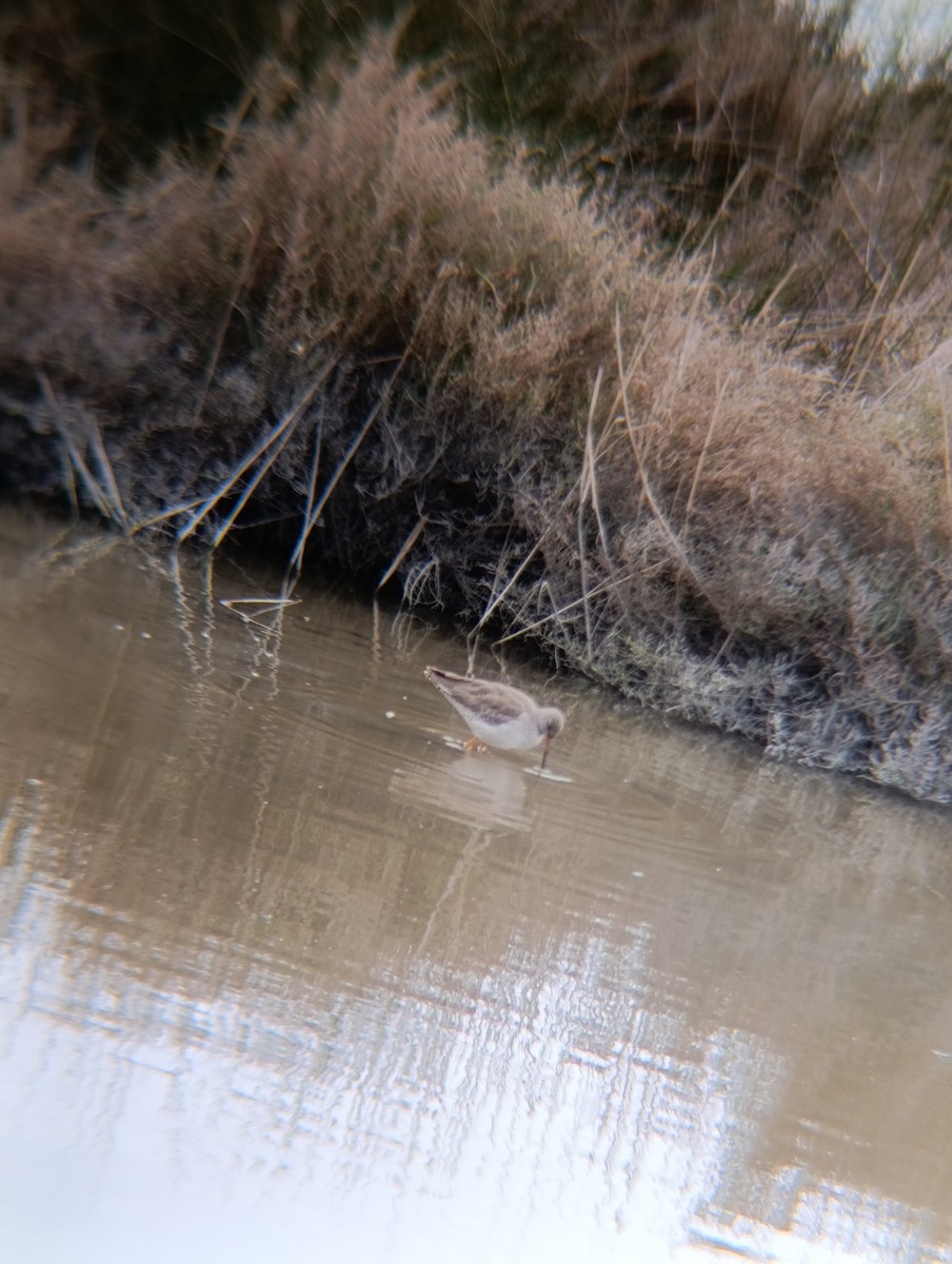 ביצנית לבנת-כנף - ML650984326