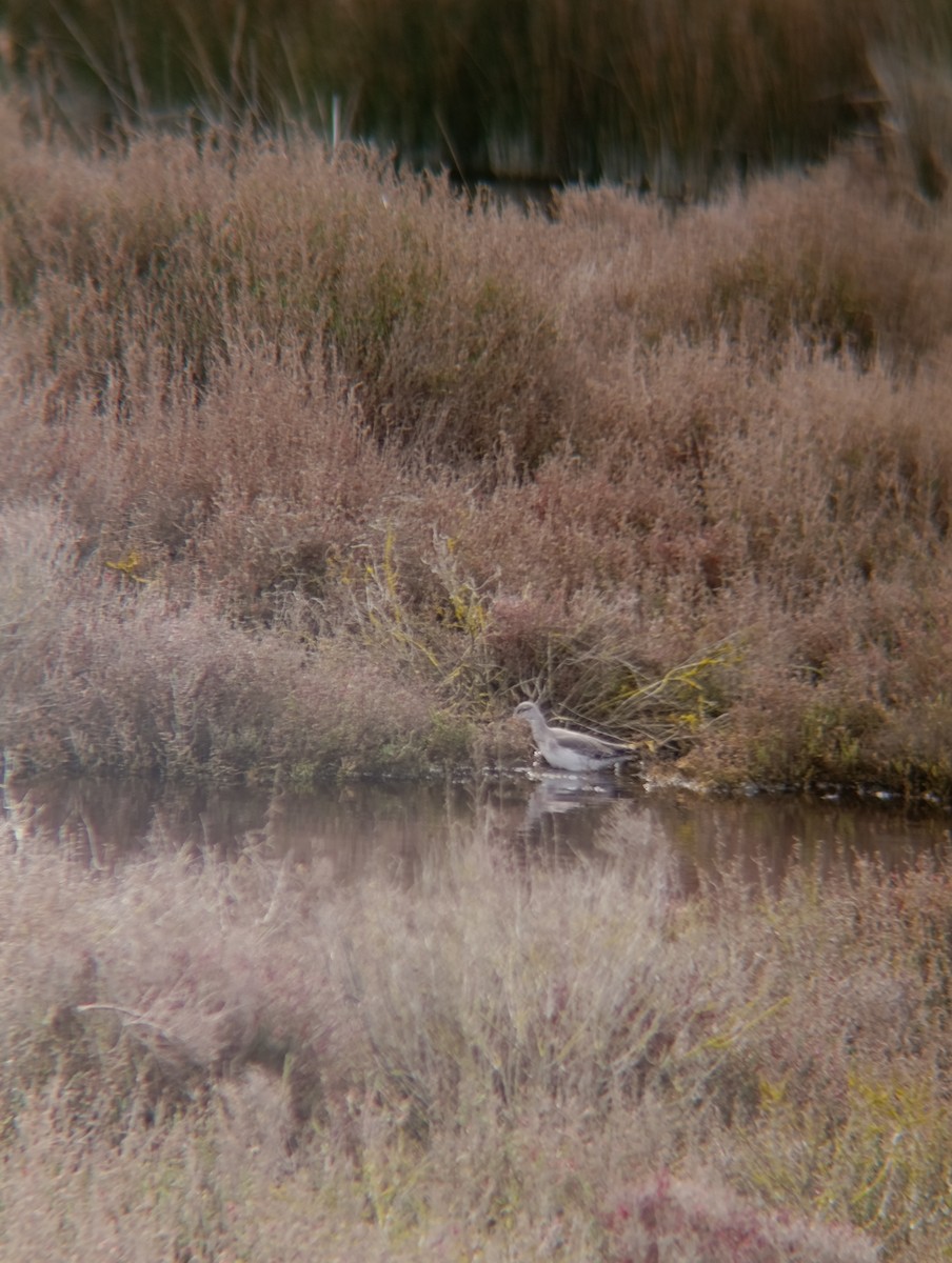 ביצנית לבנת-כנף - ML650984330