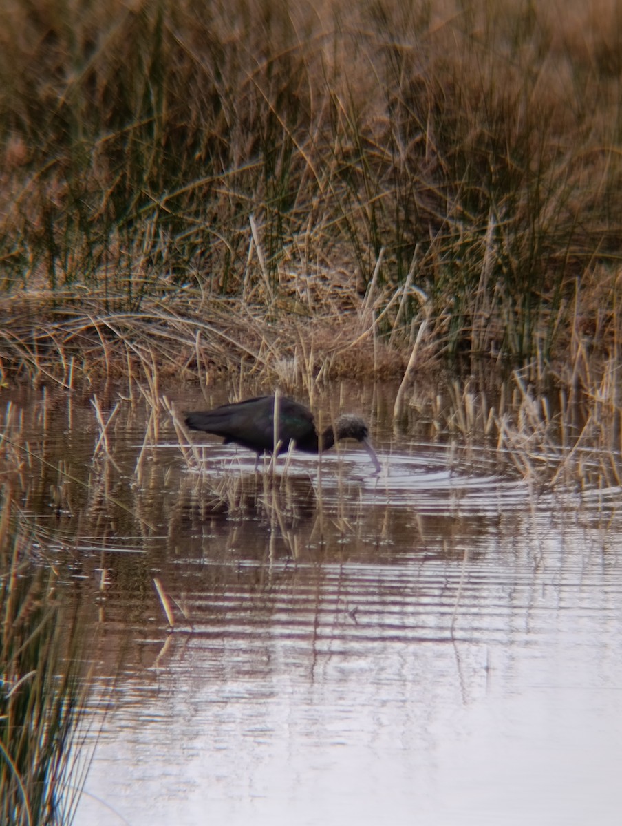 מגלן חום - ML650984346