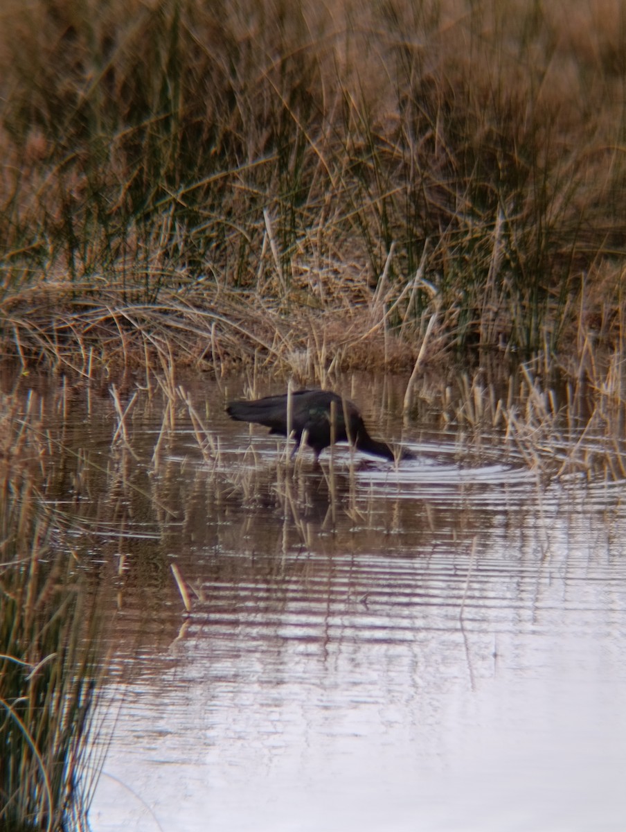 מגלן חום - ML650984347