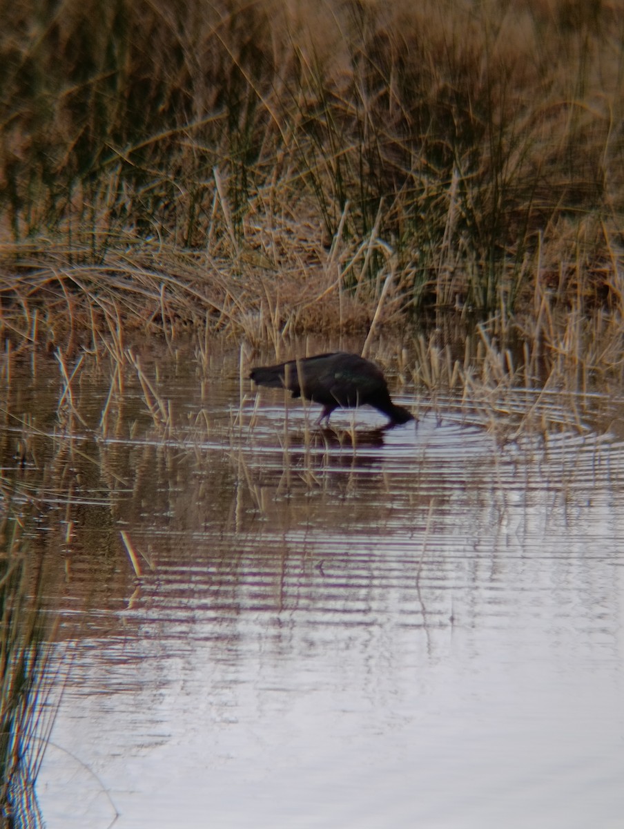 מגלן חום - ML650984348