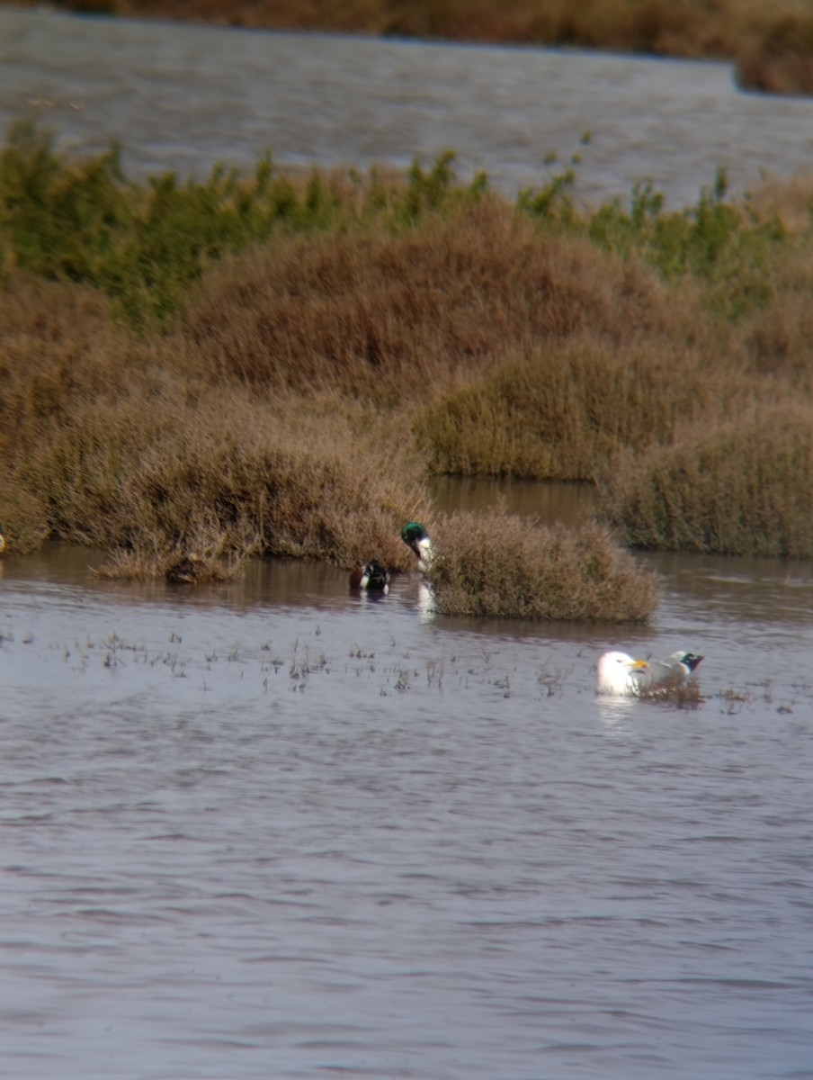 שחף צהוב-רגל - ML650984384