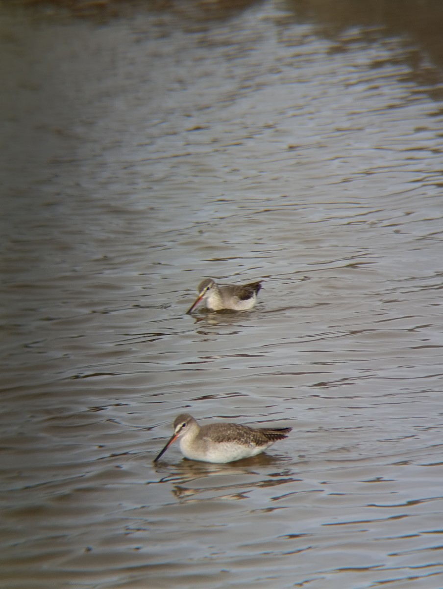 ביצנית לבנת-כנף - ML650984483