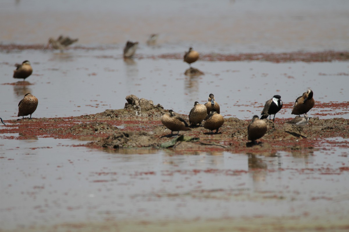 Blue-billed Teal - ML650984538