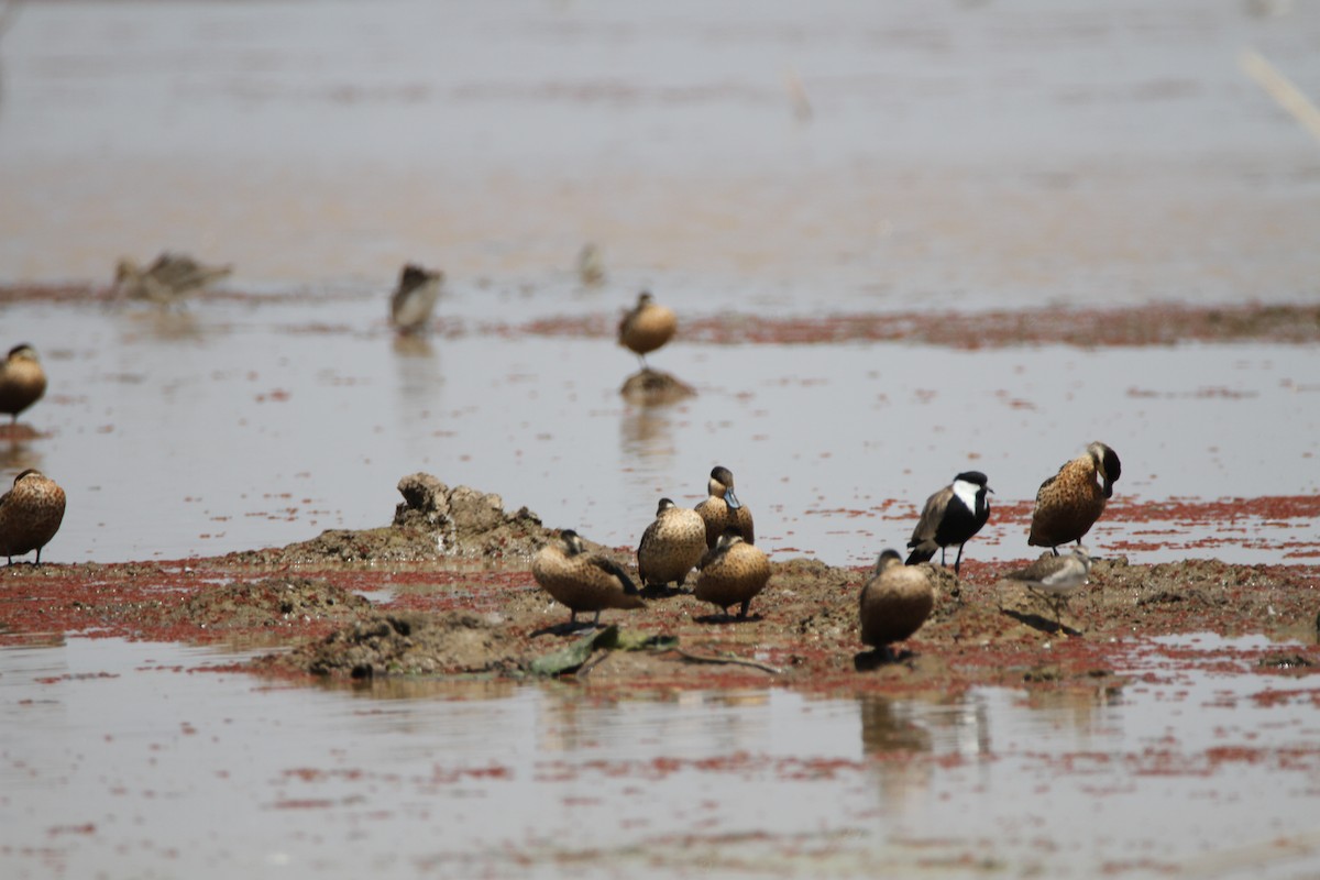 Blue-billed Teal - ML650984539