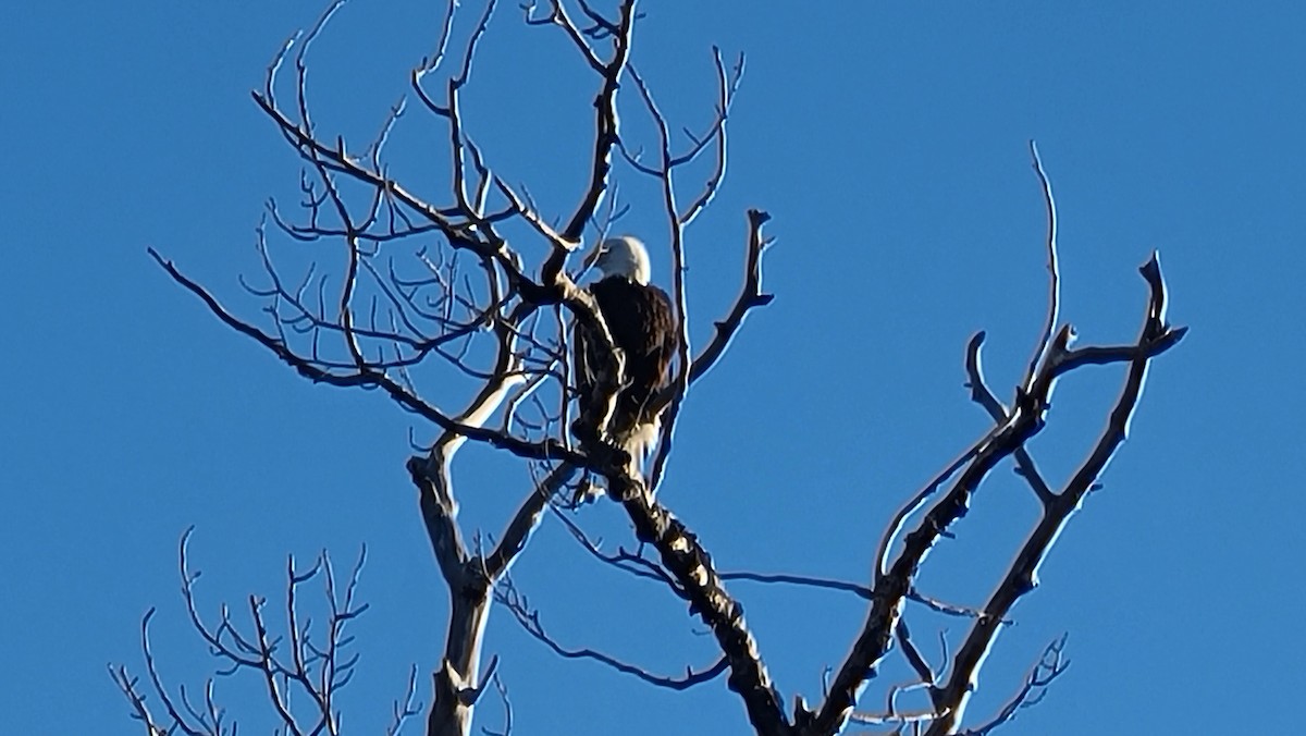 Pygargue à tête blanche - ML650984543