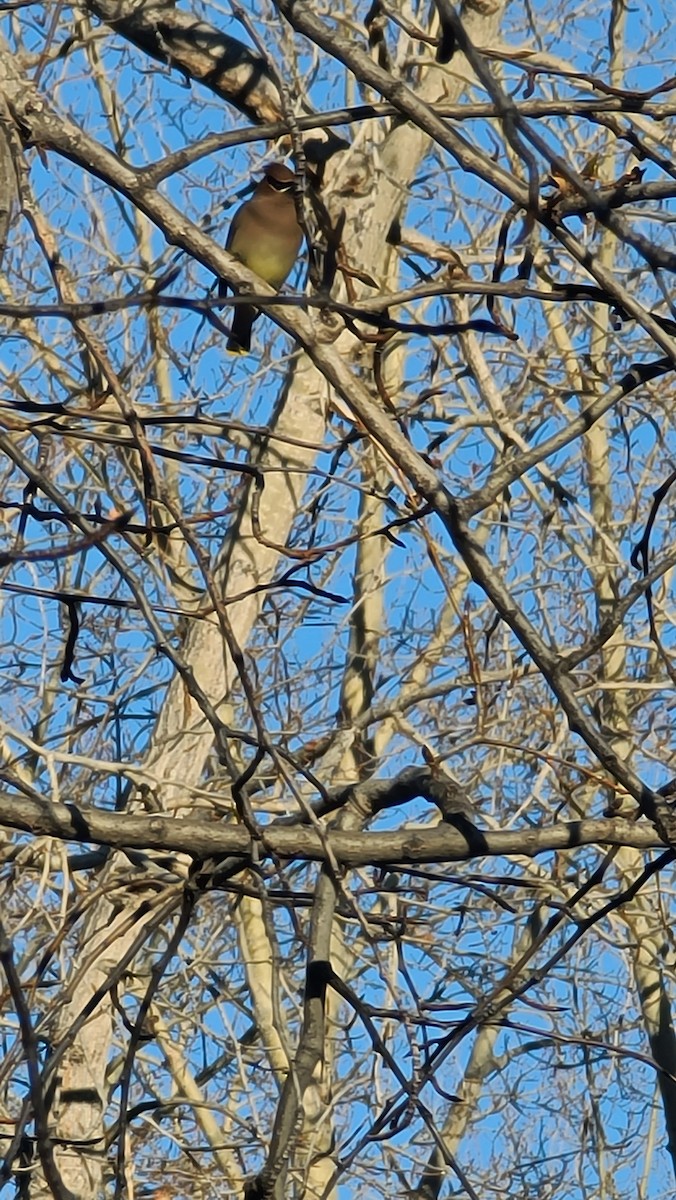 Jaseur d'Amérique - ML650984555