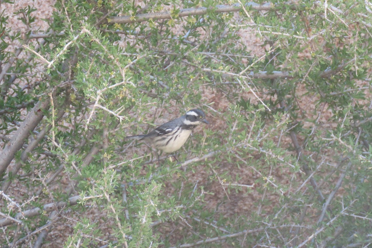Black-throated Gray Warbler - ML650984617