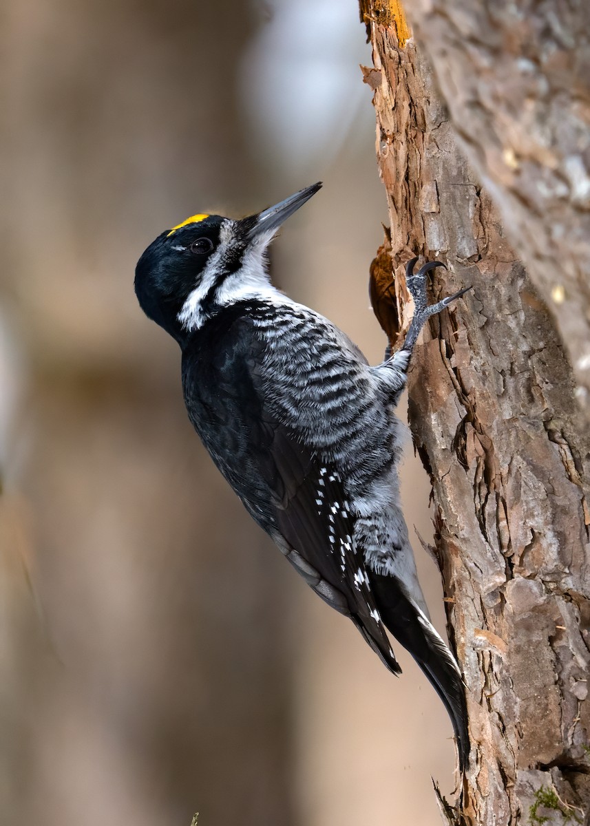 Black-backed Woodpecker - ML650984639