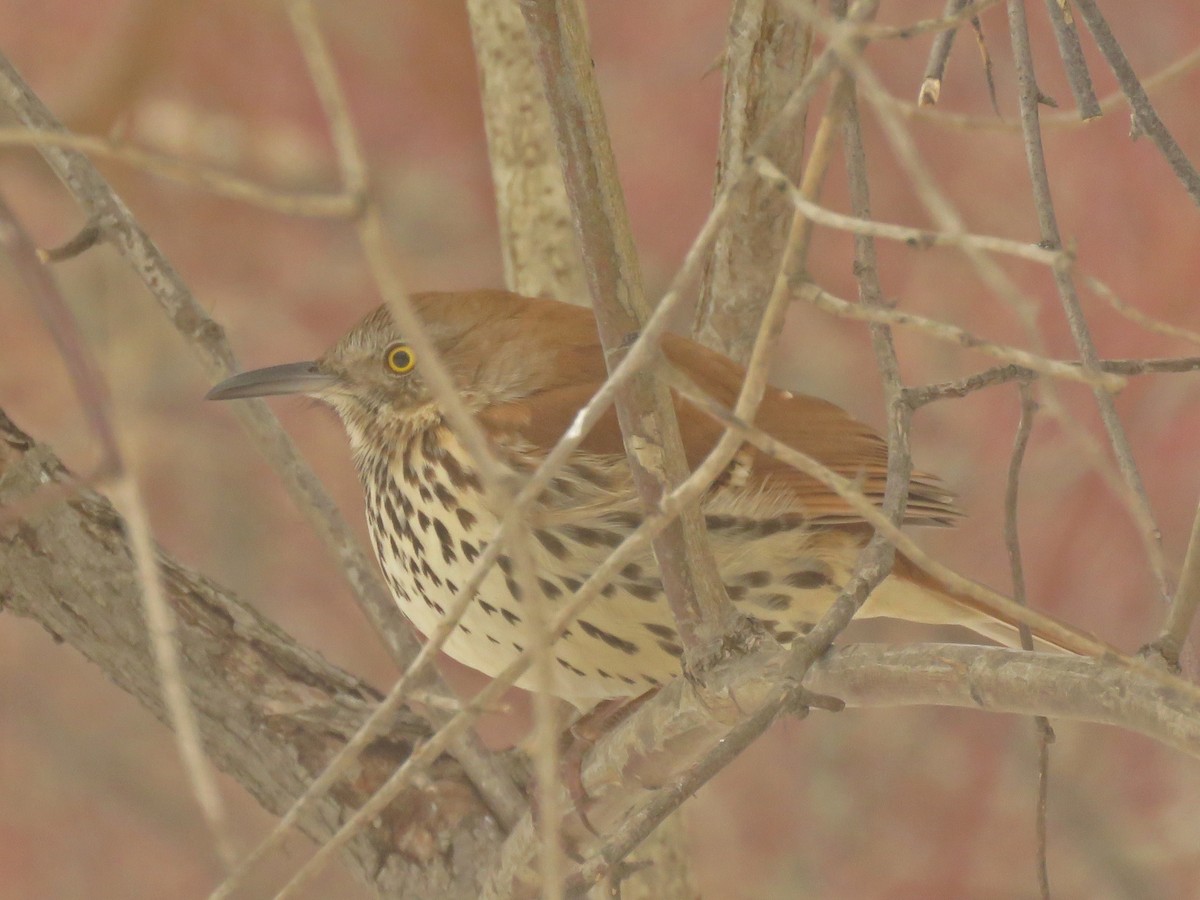 Brown Thrasher - ML650984815