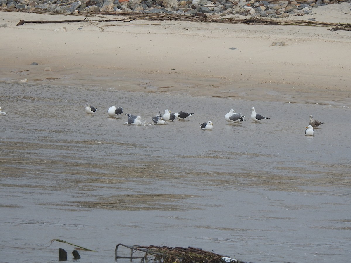 Heringsmöwe - ML650985185