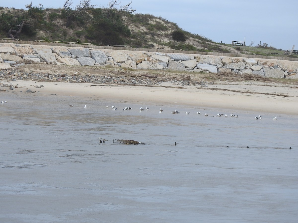 Heringsmöwe - ML650985186