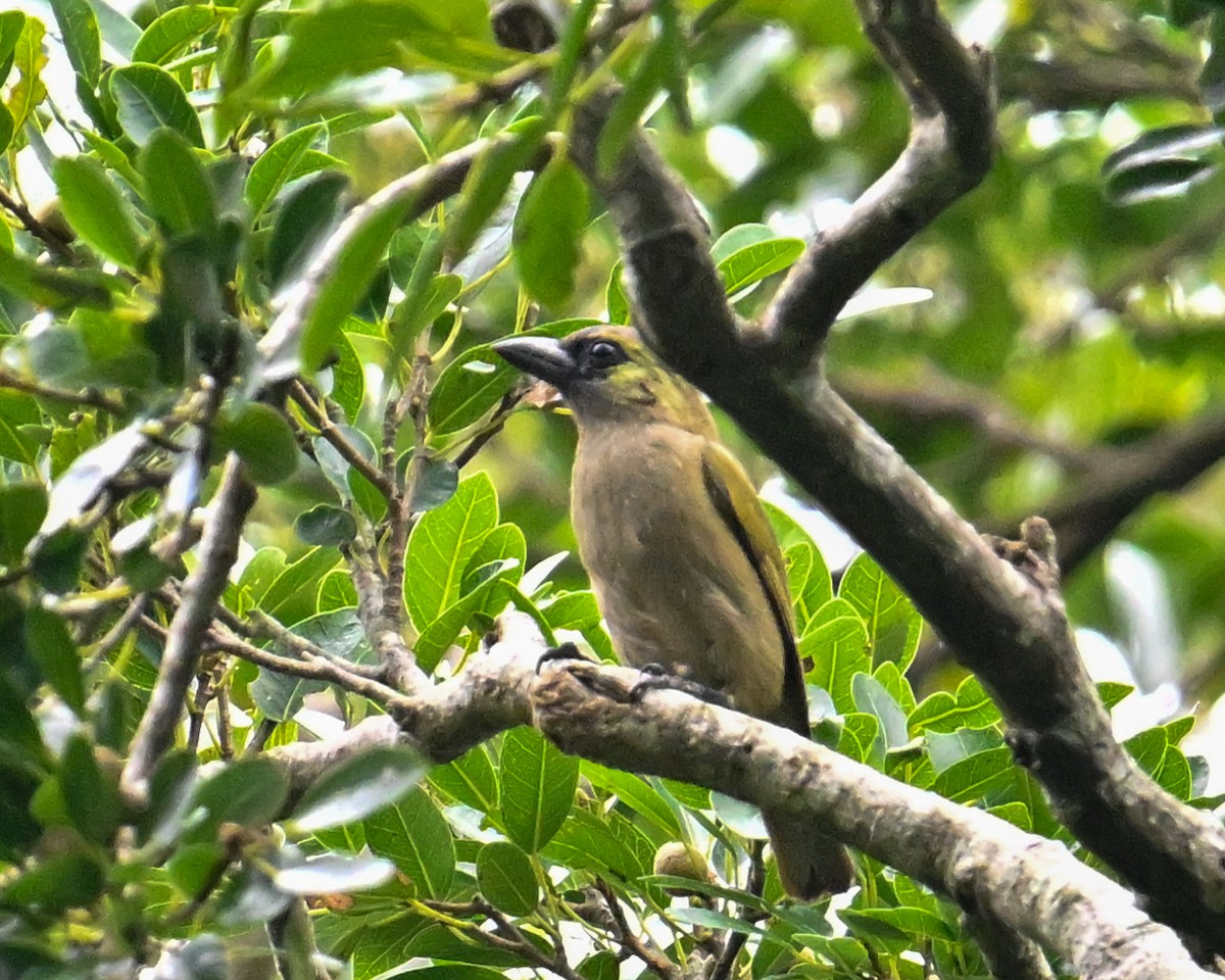 Barbudo Oliváceo - ML650985343