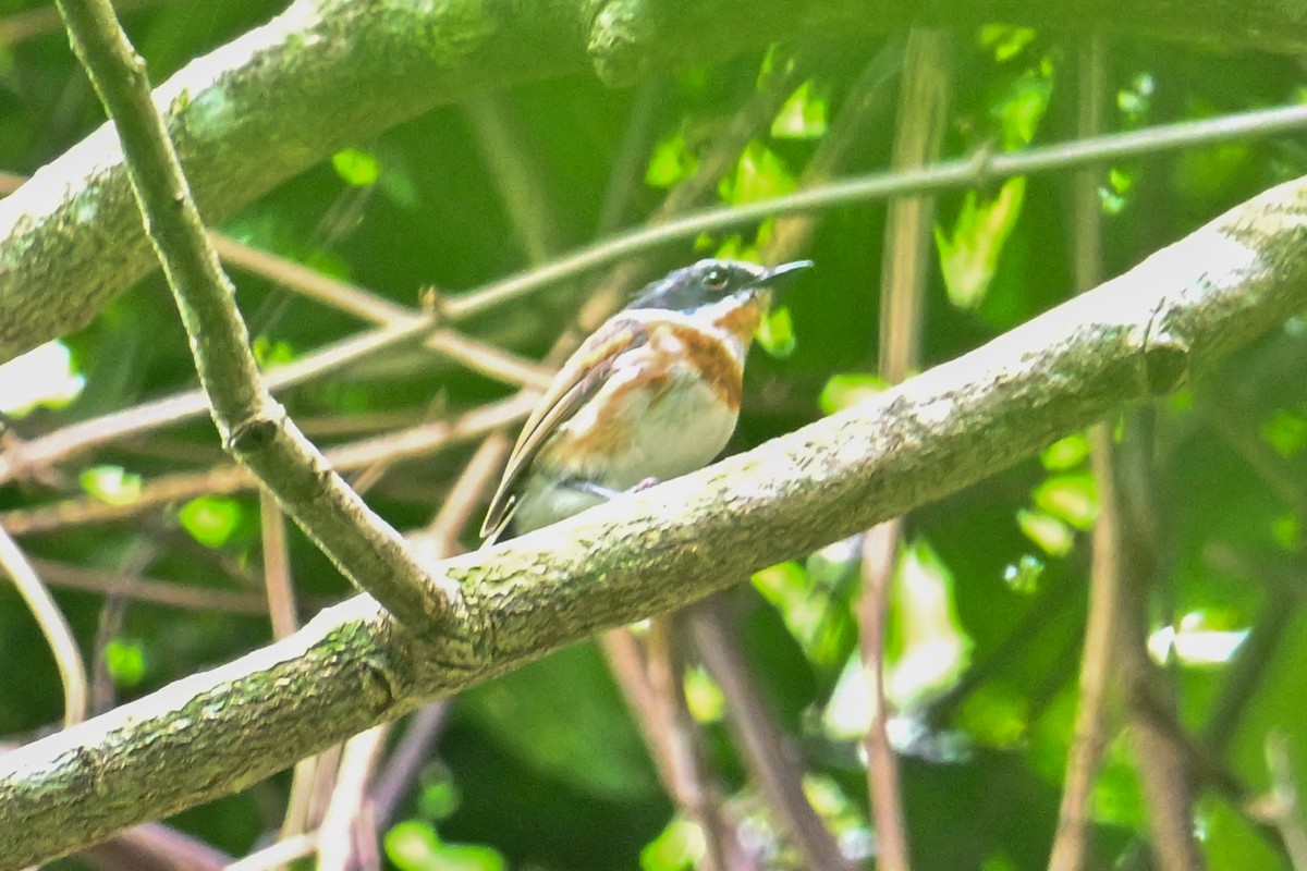 Cape Batis - ML650985377