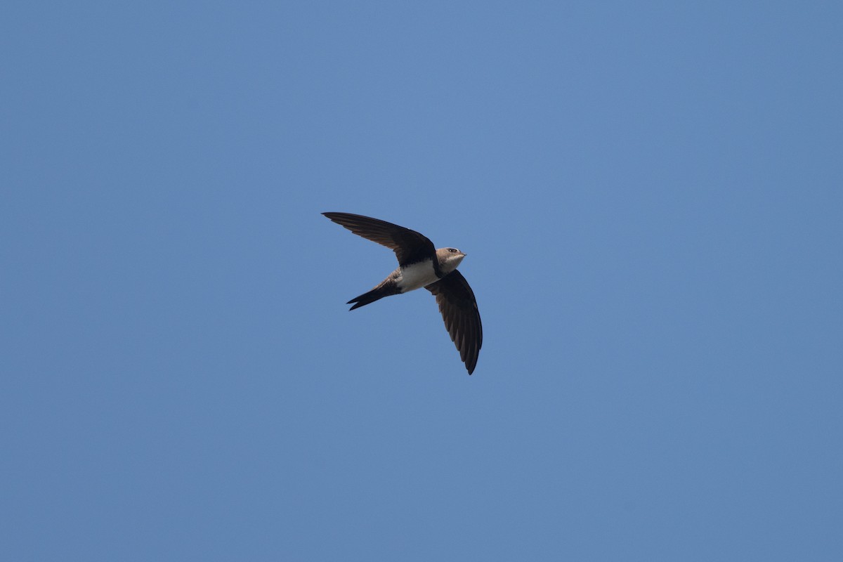 Alpine Swift - ML650985445