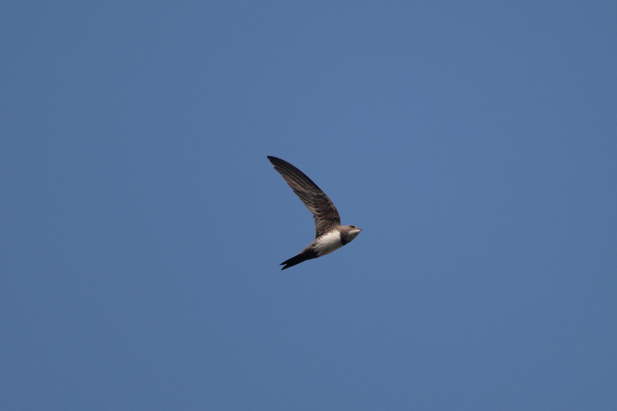 Alpine Swift - ML650985448