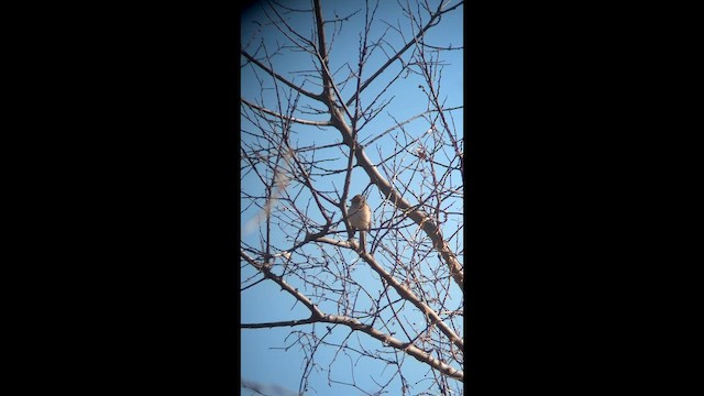 Карнатка польова - ML650985499